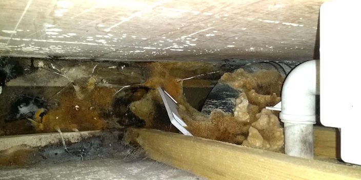 Verborgener biogener Schaden, Schimmelpilz und holzzerstörende Pilze, in der Installatioonszone hinter einem WC